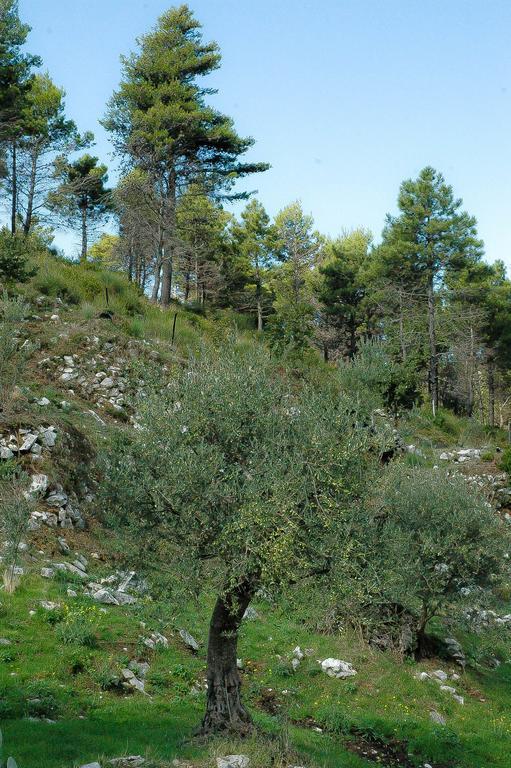 דירות SantʼAgata deʼ Goti Sentieri Luminosi מראה חיצוני תמונה
